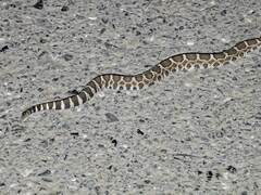 Crotalus oreganus oreganus