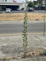 Heterotheca grandiflora