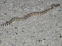 Crotalus oreganus oreganus