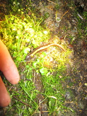 Ambystoma macrodactylum