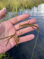 Potamogeton