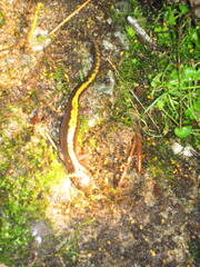 Ambystoma macrodactylum