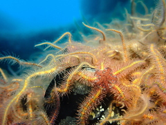 Ophiothrix spiculata