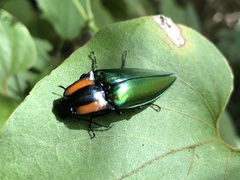 Campsosternus watanabei