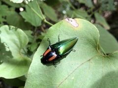 Campsosternus watanabei