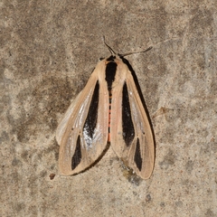 Creatonotos gangis-interrupta agg