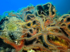 Ophiothrix spiculata