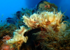 Calcarea