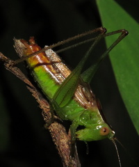 Conocephalus brevipennis