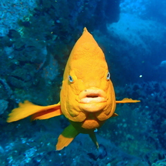 Hypsypops rubicundus