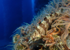 Oxylebius pictus