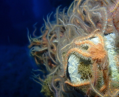 Ophiothrix spiculata