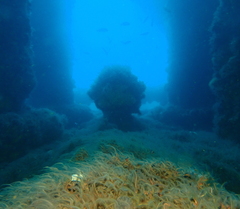 Ophiothrix spiculata