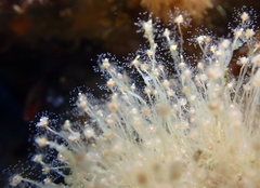 Ectopleura