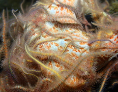 Dermasterias imbricata