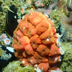 Corynactis californica