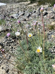 Erigeron compositus