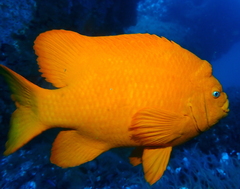 Hypsypops rubicundus