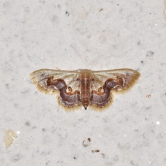 Idaea gemmaria