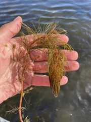 Myriophyllum sibiricum