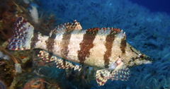 Oxylebius pictus