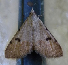 Hemeroplanis historialis