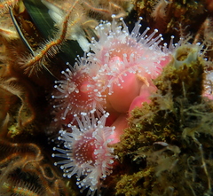 Corynactis californica