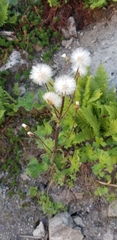 Petasites frigidus