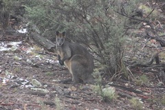 Wallabia bicolor