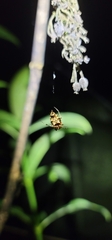 Wagneriana