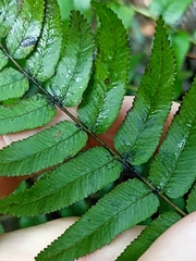 Blechnum filiforme
