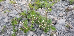Petasites frigidus