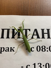 Hierodula transcaucasica