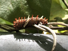 Byasa polyeuctes