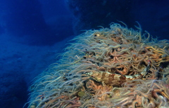 Oxylebius pictus