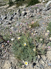Erigeron compositus