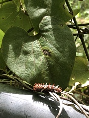 Byasa polyeuctes