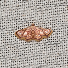 Enispa rosellus