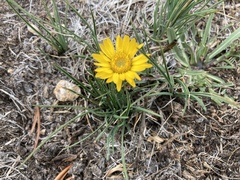 Pyrrocoma apargioides