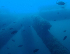 Chromis punctipinnis
