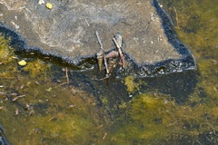 Cerithideopsis californica