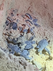 Chelonia mydas