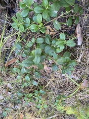 Vaccinium vitis-idaea