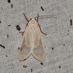 Amerila eugenia