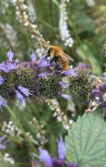 Bombus pascuorum