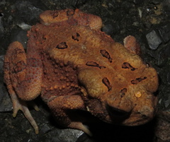 Anaxyrus americanus