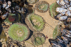 Anthopleura xanthogrammica