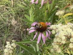 Bombus griseocollis
