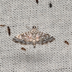 Glyphodes onychinalis