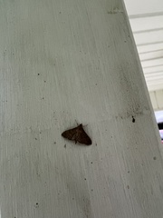 Herpetogramma phaeopteralis